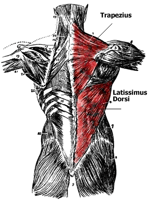 Latissiumus Dorsi and Trapezius Muscles
