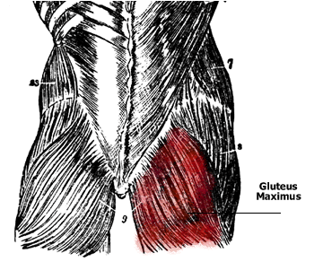 Gluteus Maximus Muscle Anatomy