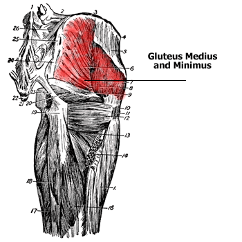 Gluteus Medius and Gluteus Miniumus Muscle Anatomy