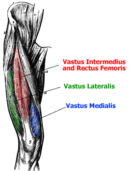 Anatomy of the Quadriceps Muscles - Vastus Medialis, Vastus Intermedius