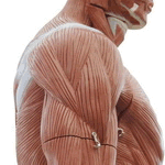 Muscle Anatomy Index