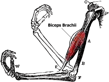 Bicep Muscle Anatomy