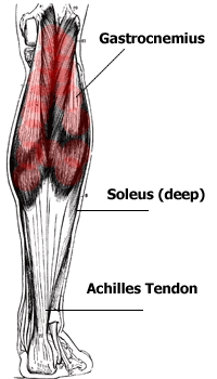 Calf Muscle Anatomy